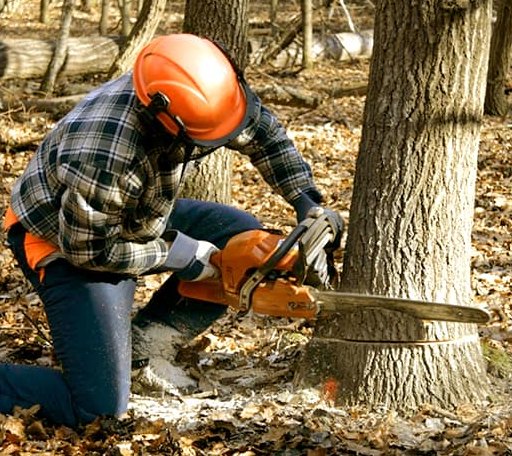 Tree Removal in Blacksburg, VA